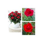 Videolu 1 Adet Kırmızı Canlı Bodur Gül Fidanı 20-40 Cm Saksılı/Tüplü Çiçekli Bodur Bitkiler Red Rose
