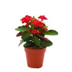 Videolu 1 Adet Kırmızı Renk Milli Dikenler Tacı Çiçeği 10-15 cm Tüplü Çiçekli Bodur Euphorbia Milli