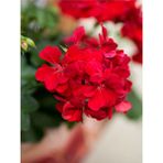 Videolu 1 Adet Kırmızı Sardunya Çiçeği 15-25 cm Saksılı Çiçekli Bodur Bitkiler Geranium