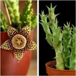Videolu 1 Adet Leş Kaktüs Çiçeği 5-15 cm Saksılı Çiçekli Bodur Bitkiler Stapelia Variegata