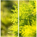 Videolu 1 Adet Limoni Servi 60-120 cm Tüplü Dış Mekan Ağaçları(Cupressus Macrocarpa Goldcrest)