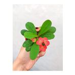 Videolu 1 Adet Mini Kırmızı Renk Dikenler Tacı Çiçeği 5-15CM Saksılı Çiçekli Bodur Euphorbia Milii
