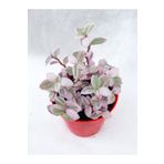 Videolu 1 Adet Mini Pembe Telgraf Çiçeği 5-15 cm Saksılı Çiçekli Bodur Bitkiler Pink Lady