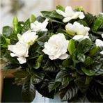Videolu 1 Adet Mis Kokulu Gardenya Çiçeği 30-40 cm Saksılı Çiçekli Bodur Bitkiler Gardenia