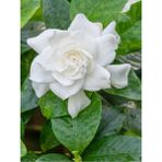 Videolu 1 Adet Mis Kokulu Gardenya Çiçeği Hediyelik 25-40 cm Saksılı Iç Mekan Bitki Gardenia