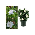 Videolu 1 Adet Müthiş Kokulu Gardenya Çiçeği 20-40 Cm Saksılı İç Mekan Bitkileri Gardenia