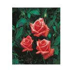 Videolu 1 Adet Narçiçeği Yediveren Kokulu Gül Fidanı Saksılı 10-15cm (POMEGRANATE BLOSSOM ROSE)
