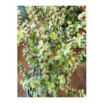 Videolu 1 Adet Para Çiçeği Fidanı 15-35cm Saksılı Money Plant