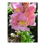 Videolu 1 Adet Pembe Aslan Ağzı Çiçeği Fidesi 10-20 cm Tüplü Çiçekli Bodur Antirrhinum Majus