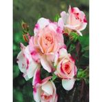 Videolu 1 Adet Pembe Beyaz Gül Fidanı 40-80cm Saksılı Rose Sapling