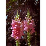 Videolu 1 Adet Pembe Renk Aslan Ağzı Çiçeği Fidesi 10-20cm Tüplü Çiçekli Bodur Antirrhinum Majus