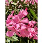 Videolu 1 Adet Pembe Renk Zakkum Çiçeği Fidanı 40-60 cm Saksılı Çiçekli Bodur Bitkiler Oleander