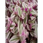 Videolu 1 Adet Pembe Telgraf Çiçeği 10-15 cm Saksılı Çiçekli Bodur Bitkiler Tradescantia Nanouk