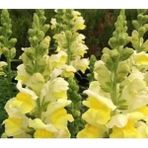 Videolu 1 Adet Sarı Aslan Ağzı Çiçeği Fidesi 10-20 cm Tüplü Çiçekli Bodur Antirrhinum Majus