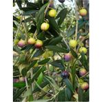 Videolu 1 Adet Trilya Zeytin Fidanı Yüksek Verimli 30-60 cm Tüplü Dış Mekan Ağaçları Olive Tree