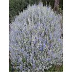 Videolu 1 Adet Zeytin Çalısı Fidanı 60-80 cm Saksılı (Olive Bush)