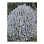 Videolu 1 Adet Zeytin Çalısı Fidanı 60-80cm Saksılı Olive Bush