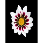 Videolu 10 Adet Beyaz Gazanya Çiçeği Fidanı 25-45 Cm Saksılı Çiçekli Bodur Bitkiler Gazania