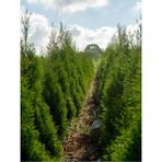 Videolu 10 Adet Leylandi Çam Fidanı Saksılıtüplü 15-20 cm (Leyland Cypress Sapling)