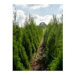 Videolu 10 Adet Leylandi Çam Fidanı Saksılıtüplü 15-20 cm (Leyland Cypress Sapling)