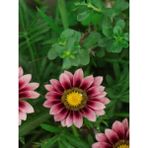 Videolu 10 Adet Pembe Gazanya Çiçeği Fidanı 25-45 Cm Saksılı Çiçekli Bodur Bitkiler Gazania