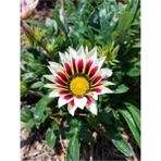 Videolu 10'lu Beyazlı Pembeli Gazanya Çiçeği Fidanı 15-25 cm Tüplü Çiçekli Bodur Bitkiler Gazania