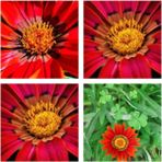 Videolu 10'lu Kırmızı Gazanya Koyun Gözü Çiçeği Fidanı 15-35 cm Tüplü Çiçekli Bodur Bitkiler Gazania