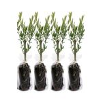 Videolu 10'lu Zeytin Fidanı 30-40 cm Tüplü İç Mekan Bitkileri Olive Sapling