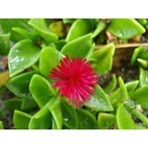 Videolu 15-25 cm Kırmızı Buz Çiçeği Bitkisi Fidanı Saksılı Dış Mekan Ağaçları Frost Flower