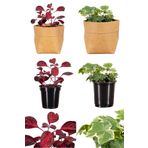 Videolu 2'li Çingene Şalvarı/Duvar Sarmaşığı Çiçeği 10-20Cm Saksılı Iresine Herbstii/Hedera Helix