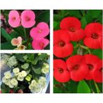 Videolu 3 Adet Mini Dikenler Tacı Çiçeği(Sarı/kırmızı/pembe) 5-15 cm Saksılı Çiçekli Euphorbia Milii