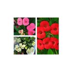 Videolu 3 Adet Sarı/Kırmızı/Pembe Dikenler Tacı Çiçeği 10-15 Cm Tüplü Çiçekli Bodur Euphorbia Milii