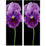Videolu 30 Adet Beyaz Mor Heraci Menekşe Çiçeği Fidanı5-15 Cm Saksılı Çiçekli Bodur Bitkiler Viola
