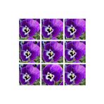 Videolu 30'lu Beyaz Mor Heraci Menekşe Çiçeği Fidanı 5-15 cm Tüplü Çiçekli Bodur Persian Violet