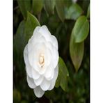 Videolu 3'lü Beyaz Kamelya Çiçeği Fidanı 30-60 cm Tüplü Çiçekli Bodur Bitkiler Camellia Flower