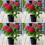 Videolu 4 Adet Kırmızı Çiçekli Ortanca Fidanı 30-60 cm Tüplü Çiçekli Bodur Bitkiler Red Hydrangea