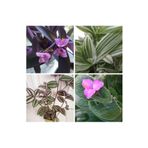 Videolu 4 Çeşit Telgraf Çiçeği 5-15 cm Tüplü Çiçekli Bodur Bitkiler Tradescantia