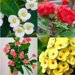 Videolu 4'lü Karışık Renk Dikenler Tacı Çiçeği 10-15 cm Tüplü Çiçekli Bodur Bitki Euphorbia Milii