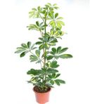 Videolu 5 Parmak Şeflera Bitkisi (60 80 Cm)1 Adet Saksılı Iç Mekan Bitkisi Schefflera