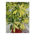 Videolu Alacalı Şeflera Bitkisi 100-120 cm Saksılı/tüplü Dış Mekan Ağaçları Schefflera Arboricola