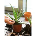 Videolu Aloe Vera (30 50 cm) 1 Adet Saksılı/ Tüplü İç/ Dış Mekan Bitkisi Aloe Ferox Mill Alovera
