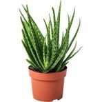 Videolu Aloe Vera Biktisi 3 Adet Saksılı/ Tüplü 15-30 cm İç Mekan Salon Bitkisi