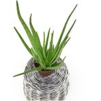Videolu Aloe Vera Bitkisi Bol Köklü 1 Adet Saksılı 20-40 cm İç Mekan Ev Bitkisi