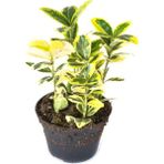 Videolu Altuni Gold Taflan Doğal Çit (25 45 Cm)1 Adet Saksılı Dış Mekan Bitkisi Euonymus Japonicus
