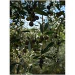 Videolu Arbequina Bodur Zeytin Fidanı 30 60 Cm 6 Adet Tüplü Zeytin Fidanı Olive Sapling