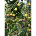 Videolu Arbequina Zeytin Fidanı 6 Adet Tüplü/saksılı 30-60 cm Bahçe Bitkisi (Olive Sapling)