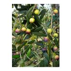 Videolu Arbequina Zeytin Fidanı 6 Adet Tüplü/saksılı 30-60 cm Bahçe Bitkisi (Olive Sapling)