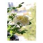Videolu Aşılı Yediveren Kokulu Krem Gül Fidanı 10-15 cm Saksılı (Cream Rose Sapling)