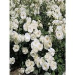 Videolu Beyaz 1ADET Sarmasık Çardak Gülü Fidanı Saksılı 60-120CM (Rose On A Pergola)