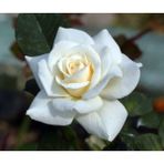 Videolu Beyaz Bulgar Gülü Çiçeği Fidanı 45-60 Cm Tüplü Çiçekli Bodur Bitkiler White Bulgarian Rose